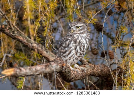 Little owl - Athene noctua. Is a bird that inhabits much of the temperate and warmer parts of Europe, Asia east to Korea, and north Africa. 