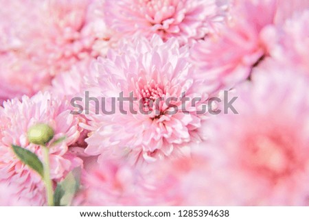 pink chrysanthemum flowers with dew drops in the garden