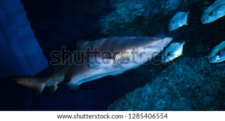 ragged tooth shark picture sea underwater / Sand tiger shark swimming marine life in the ocean