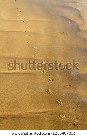 Footprints in the sand of a pacific gull (Larus pacificus), Eyre Peninsula, South Australia, Australia.