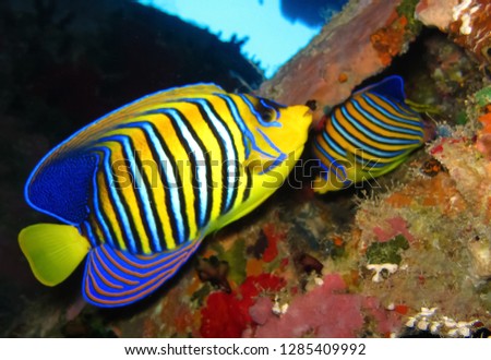 Underwater world in deep water in coral reef and plants flowers flora in blue world marine wildlife, travel nature beauty exploration in diving trip,adventures recreation dive. Fish, corals, creatures