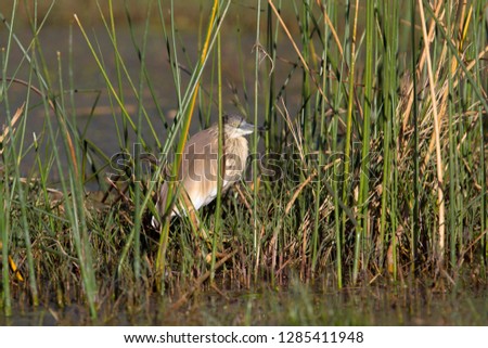 Squacco Heron (Ardeola ralloides), Okavango Delta, Moremi Game Reserve, Botswana.