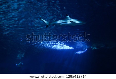 Blacktip reef shark / picture underwater sea shark swimming marine life in ocean 