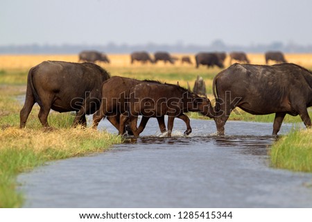  Cape Buffalos (Syncerus caffer caffer) crossing the marsh. Savuti, Chobe National Park, Botswana.