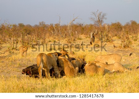 Group of  Lions (Panthera leo) - eating a Cape Buffalo carcass (Syncerus caffer caffer) which was killed two nights before by the females of the pride . Savuti, Chobe National Park, Botswana.