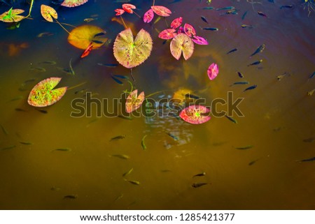 Lily pads floating on a calm fish pond.