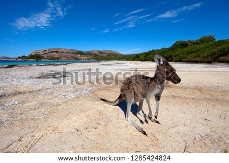 Western grey kangaroo (Macropus fuliginosus), in the beach, Lucky Bay, Cape Le Grand National Park, Western Australia, Australia.