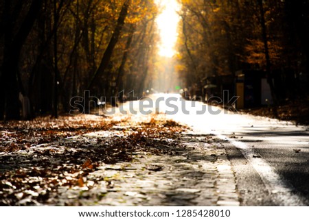 Road in the forest on fall sunset
