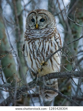 A Beautiful Barred Owl