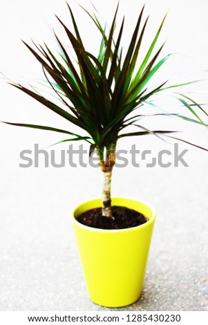 palm tree in flowerpots