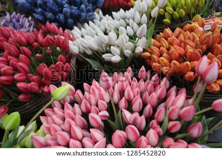 colorful flowers: many different tulips on an aerial photography with natural light outdoors