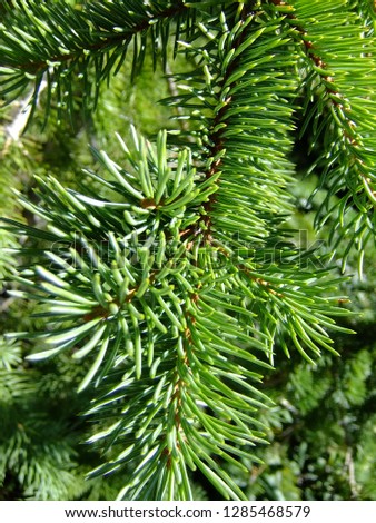 This is a macro shot of a pine tree from a forest in Banff, AB.