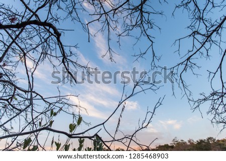 abstract leafless tree on autumn against blue sky - Image