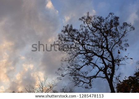 Dark blue sunset sky covered with pink white clouds, silhouettes of trees on horizon