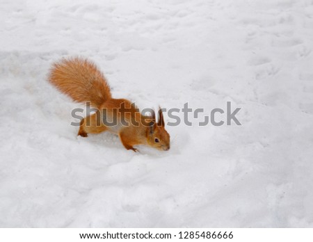 Beautiful red squirrel on the background of white snow in winter. Animal in nature
