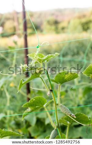 Cucumbers in a garden in village. Scourge of cucumbers on grid. bed of cucumbers in open air. One green ripe cucumber on a bush among the leaves. Cucumber on the background of the garden. Copy space.