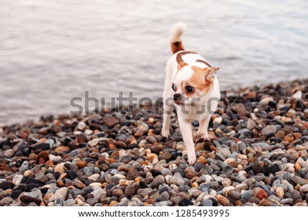 Little beautiful dog Chihuahua walks on the beach