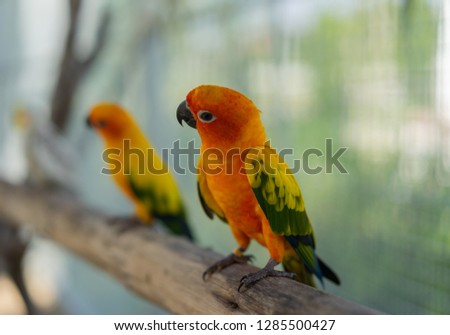 Cute colorful birds on a perch.