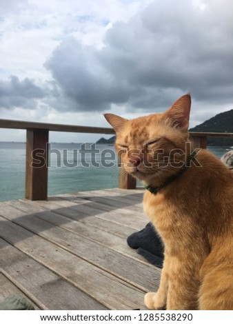 Cat sitting on wood terrace with sea view in sunny day.