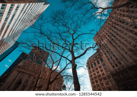TREE IN WINTER NEW YORK