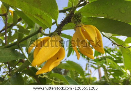 Ylang-Ylang (Cananga odorata) valued for perfume extracted from its flowers,  which is an essential oil used in aromatherapy. Also called fragrant cananga, Macassar-oil plant, or perfume tree.