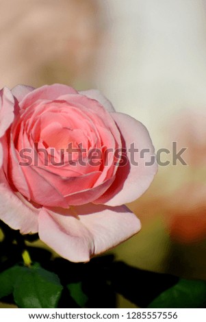 Close up big blooming soft pink roses bouquet with branch and green leaves isolated on blurred background and copy space,Popular ornamental plants in the house garden or illustration Valentine day.