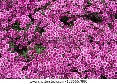 Purple flowers background. Natural Chrysanthemum flowers in the garden texture