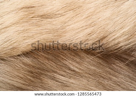 Texture background, pattern. Fox fur, Polar fox with valuable fur. gray color, and also the fur.