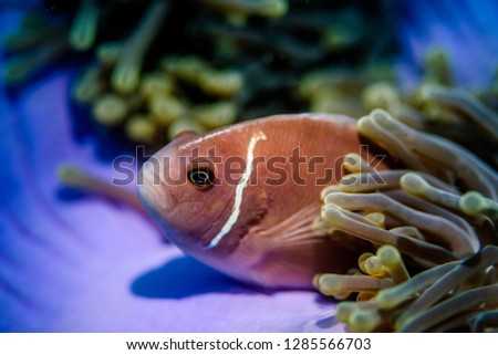 Close-up pink anemone fish with narrow white head bar living in sea anemone in the ocean-image