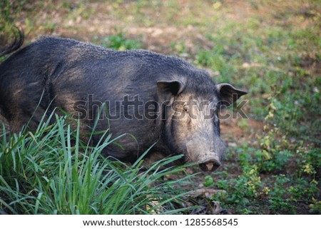Wild boar male in the farm .