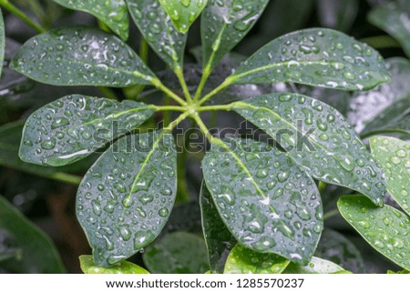 Water drops on Fresh Green Leaves