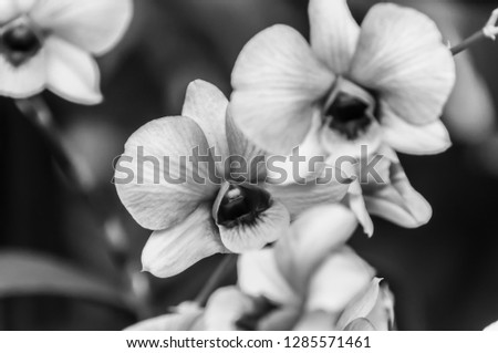 Close up black and white picture Orchid in the capital Natural beauty in the Nakhonpathom garden. Thailand 
