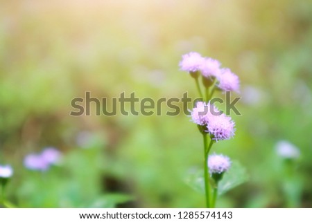 Blur Spring purple flowers in the meadow,spring nature Blurred background, beautiful small bloom flower