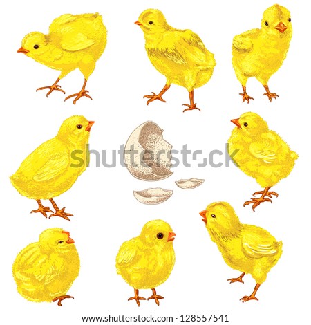 Easter chick set. Hand drawn  illustration isolated in white.