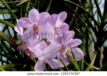 Orchid in Thailand, beautiful in nature in the garden Bangkok.
