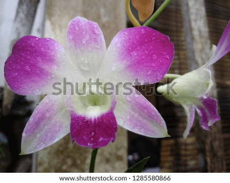 
Orchid is a very beautiful flower