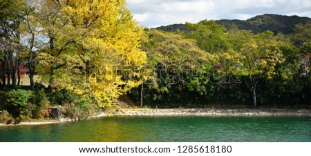 Panorama Nature view, Ginkgo leaf near the river in Autumn Season.