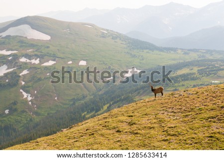 Buck seen from Trail Ridge Road to the alpine tundra in Rocky Mountain National Park, Colorado Royalty-Free Stock Photo #1285633414