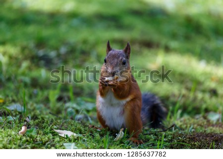 Funny squirrel in the park of Petergof town, Russia