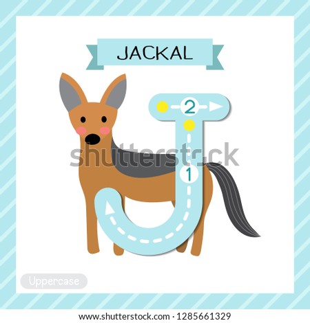 Letter J uppercase cute children colorful zoo and animals ABC alphabet tracing flashcard of Jackal for kids learning English vocabulary and handwriting vector illustration.