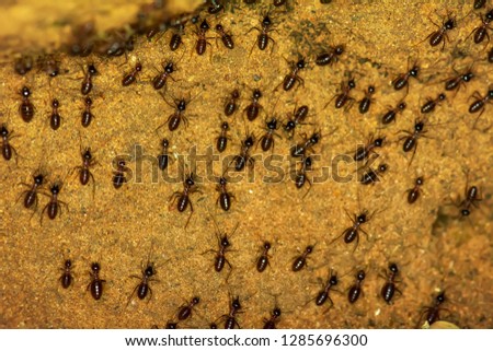 The black ants ware migratory in a big forest.