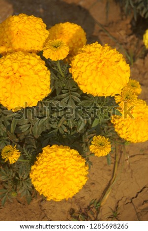 this is marigold flower