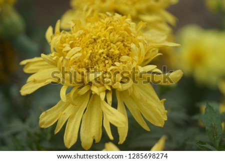 this is marigold flower