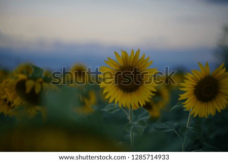 sunflowers in field evening