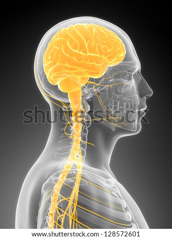3d rendered illustration - male brain