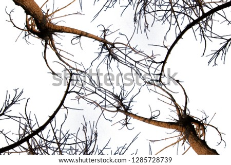 tree branch isolate on white background