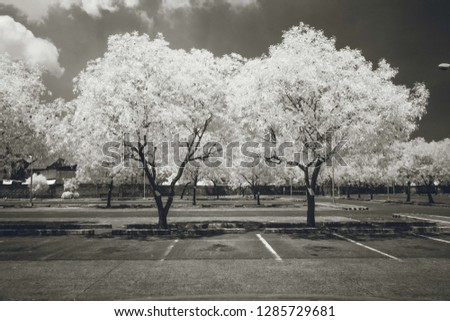 An infrared image of black and white trees.