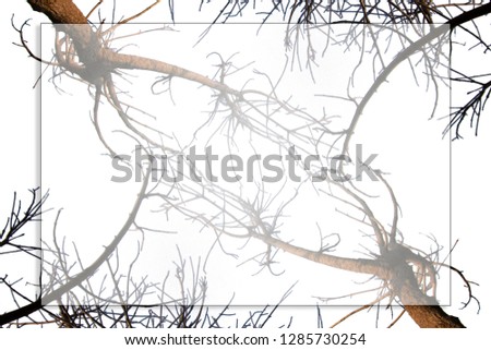 tree branch isolate on white background and white space