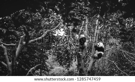 panda and bamboo in chengdu sichuan