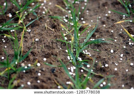 Fertilizing wheat, soil,  with nitrogen, phosphorus, potassium fertilizer or fertiliser Royalty-Free Stock Photo #1285778038
